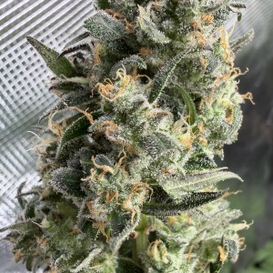bbs-grow-diaries/blimburnseeds-com/user-49874/584db7217e9446d5