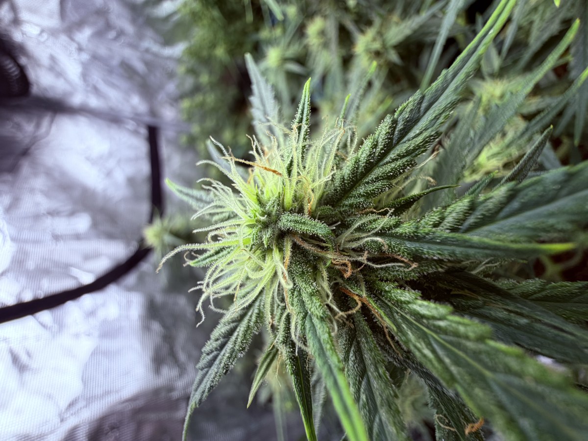 bbs-grow-diaries/blimburnseeds-com/user-49874/5f4ef0de365ddbd1