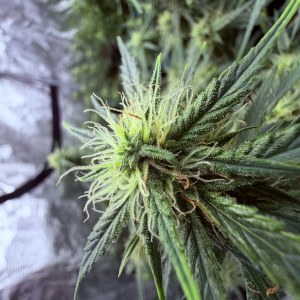 bbs-grow-diaries/blimburnseeds-com/user-49874/5f4ef0de365ddbd1