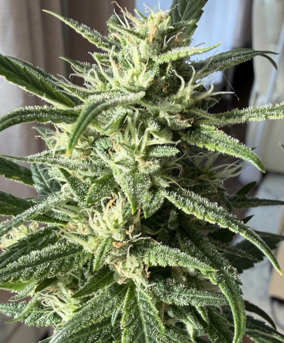 bbs-grow-diaries/blimburnseeds-com/user-49874/60a092671466250d