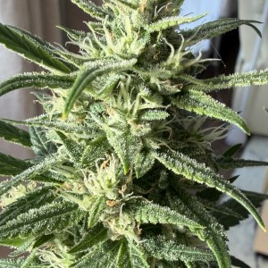 bbs-grow-diaries/blimburnseeds-com/user-49874/60a092671466250d