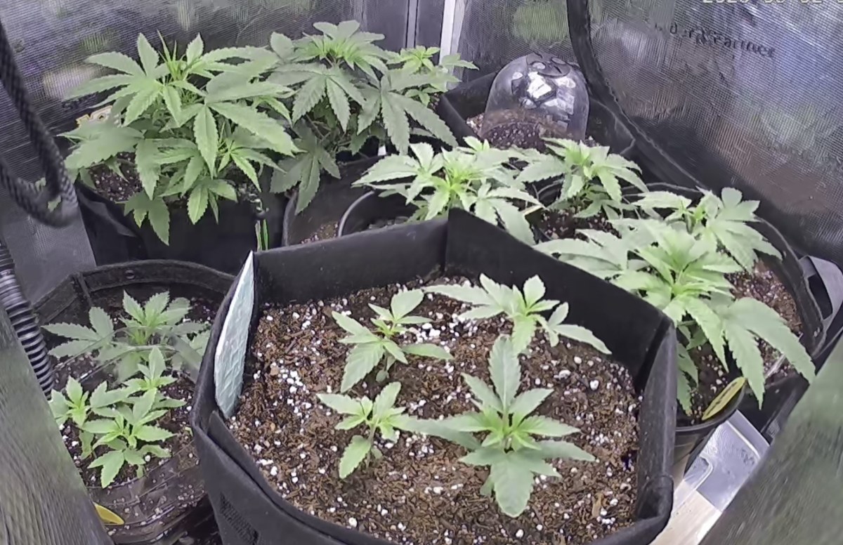 bbs-grow-diaries/blimburnseeds-com/user-49874/6119f7e891290fe8