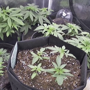 bbs-grow-diaries/blimburnseeds-com/user-49874/6119f7e891290fe8