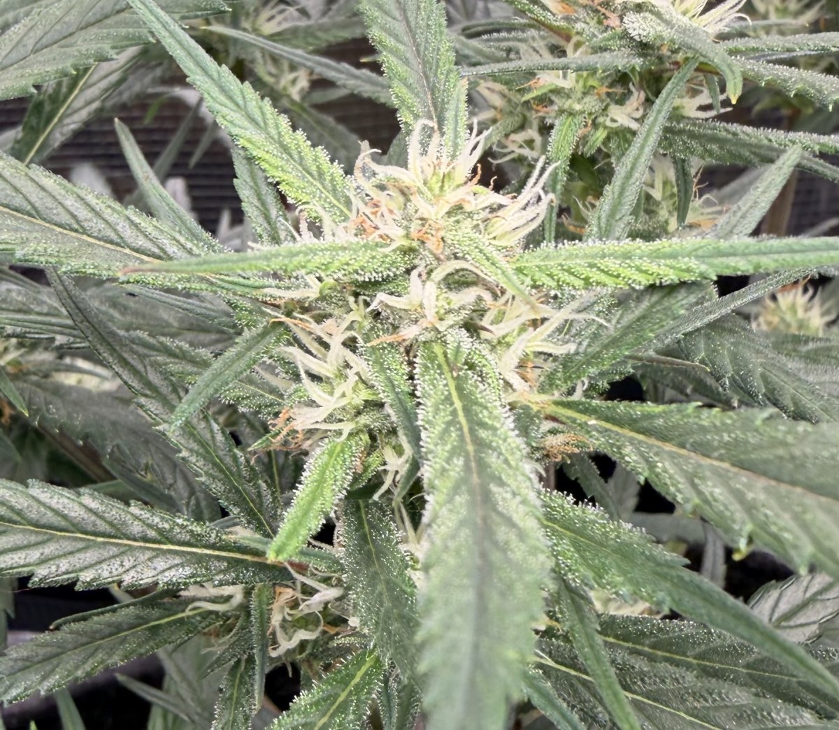 bbs-grow-diaries/blimburnseeds-com/user-49874/628f044536a01662