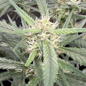 bbs-grow-diaries/blimburnseeds-com/user-49874/628f044536a01662
