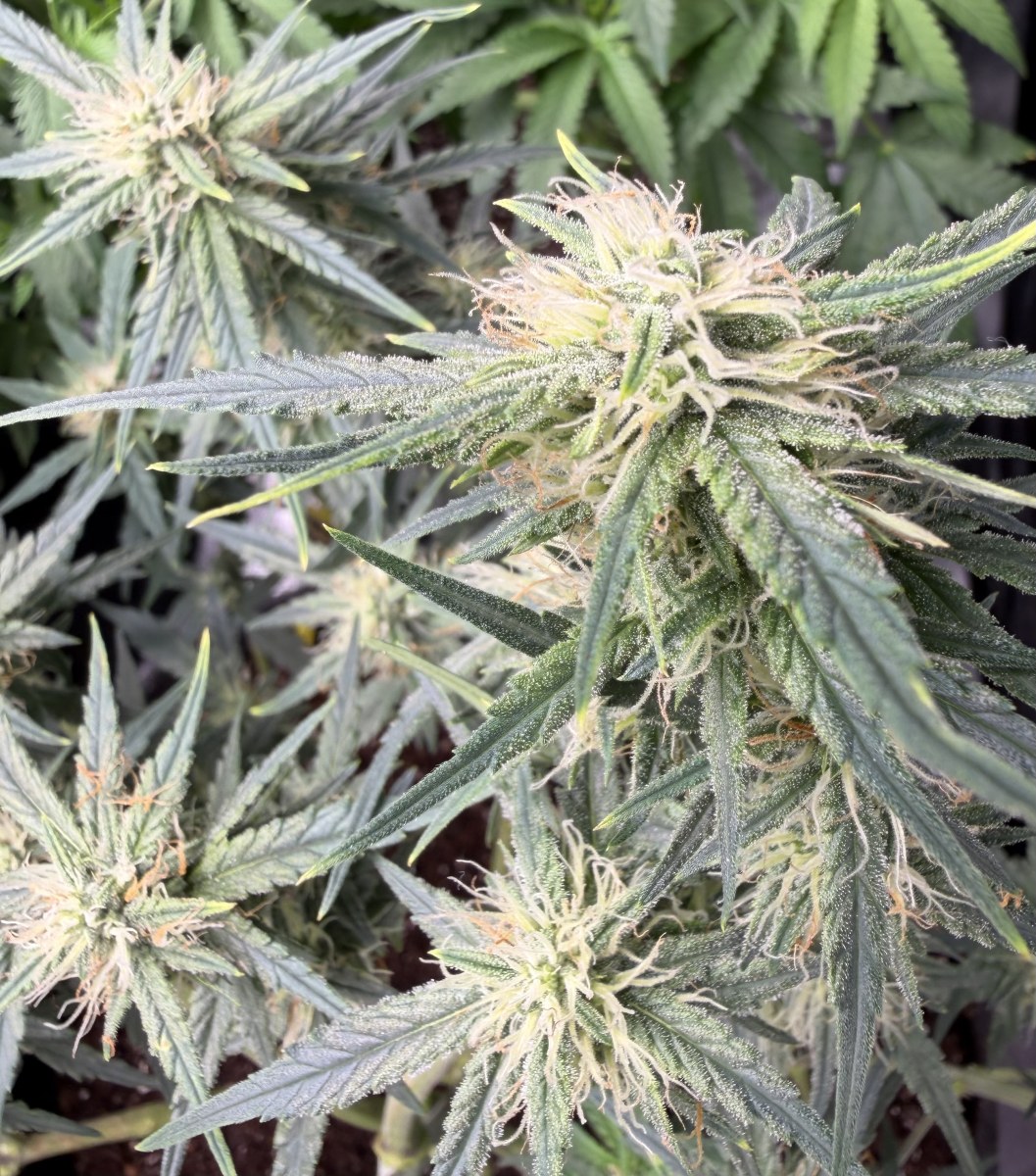 bbs-grow-diaries/blimburnseeds-com/user-49874/6c98e86aa25be4a8