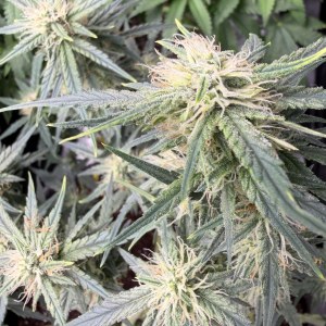 bbs-grow-diaries/blimburnseeds-com/user-49874/6c98e86aa25be4a8