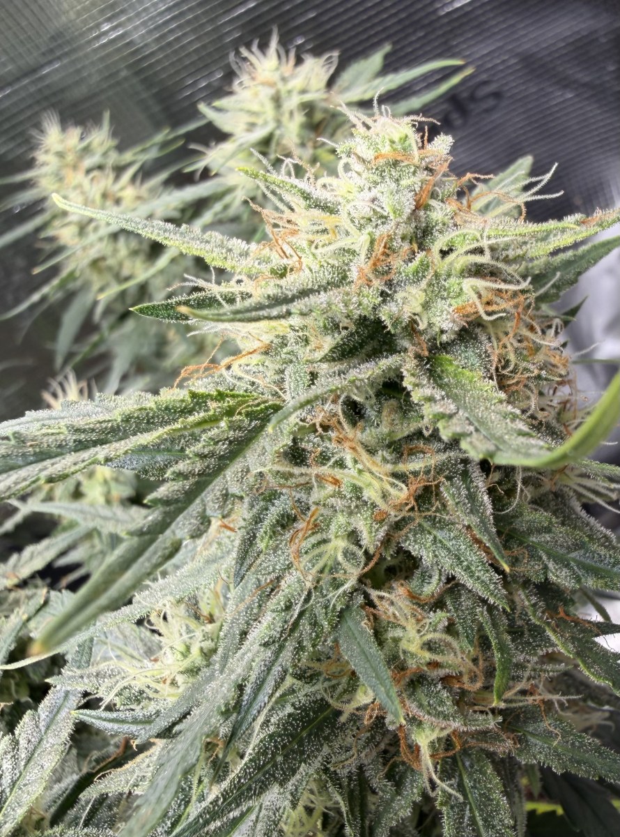 bbs-grow-diaries/blimburnseeds-com/user-49874/701b42361ac1cae8