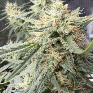 bbs-grow-diaries/blimburnseeds-com/user-49874/701b42361ac1cae8