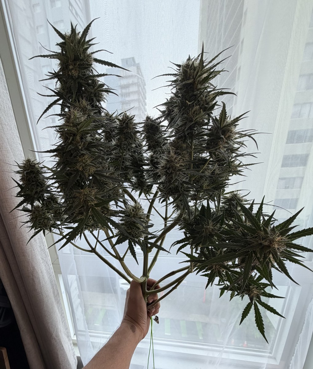 bbs-grow-diaries/blimburnseeds-com/user-49874/79509b758b7b5214