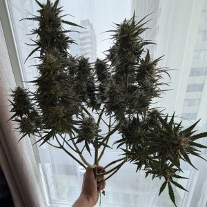 bbs-grow-diaries/blimburnseeds-com/user-49874/79509b758b7b5214