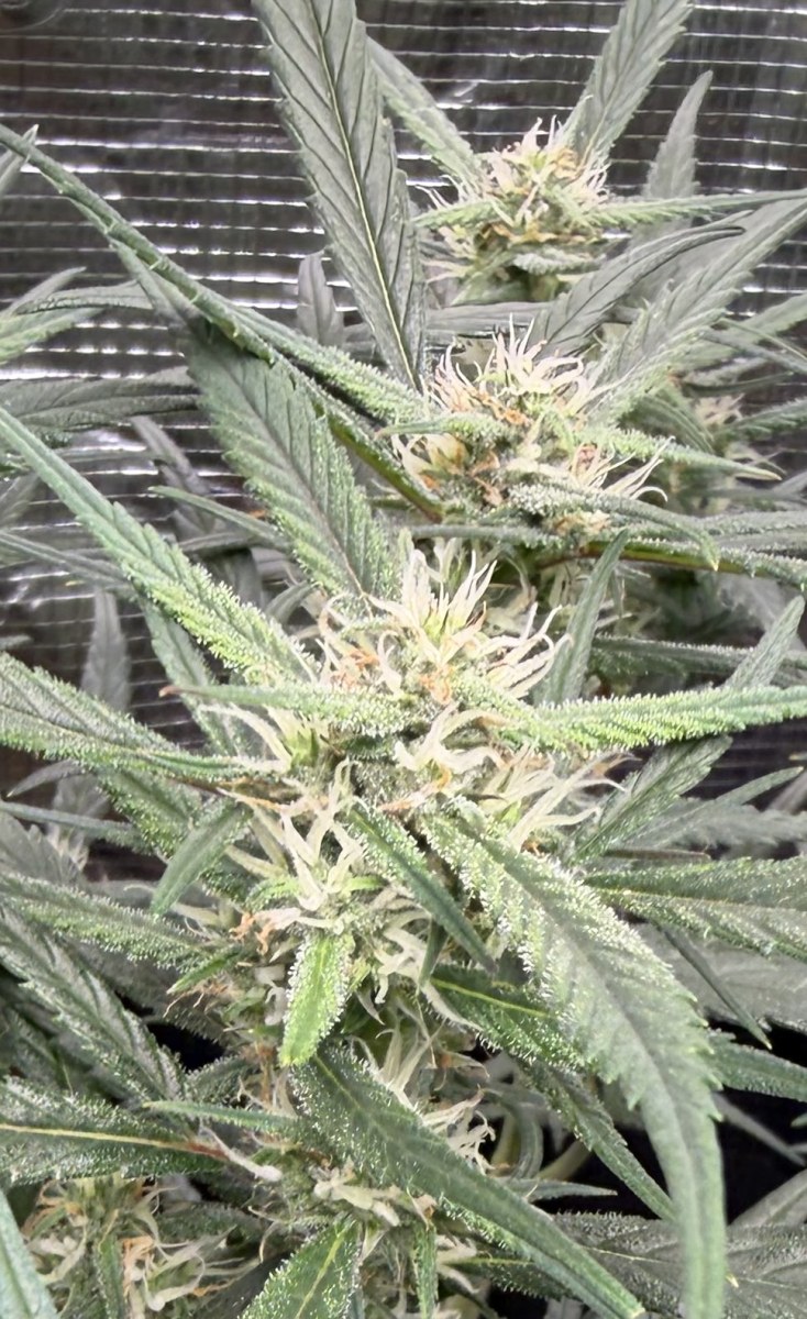 bbs-grow-diaries/blimburnseeds-com/user-49874/7bed04dd1b2c6e4b