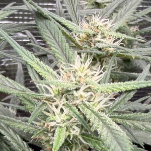 bbs-grow-diaries/blimburnseeds-com/user-49874/7bed04dd1b2c6e4b