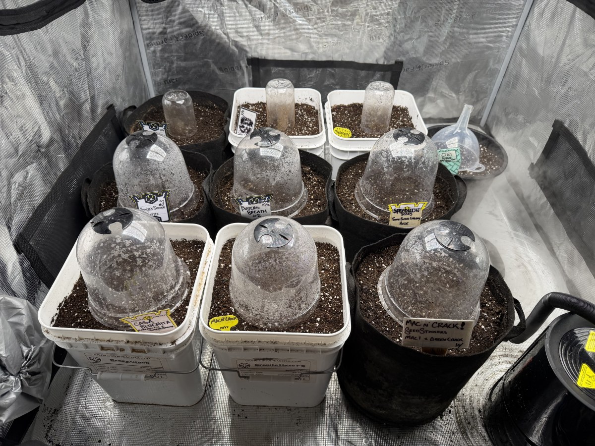 bbs-grow-diaries/blimburnseeds-com/user-49874/7c79b6d6a3e02635