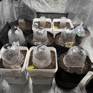 bbs-grow-diaries/blimburnseeds-com/user-49874/7c79b6d6a3e02635