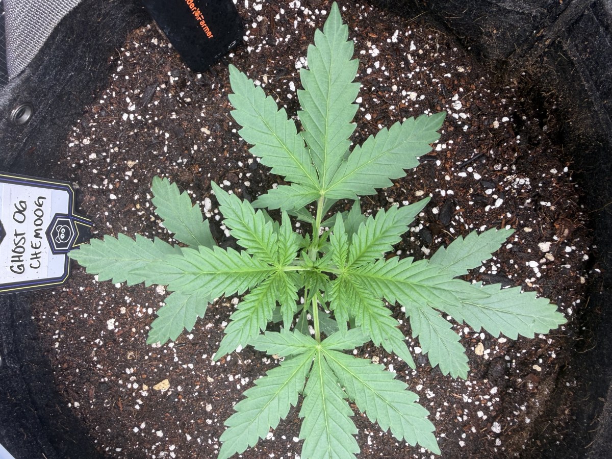 bbs-grow-diaries/blimburnseeds-com/user-49874/7e0f25f04a11a2a6