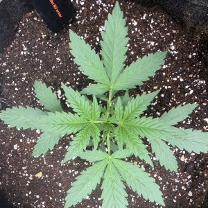 bbs-grow-diaries/blimburnseeds-com/user-49874/7e0f25f04a11a2a6