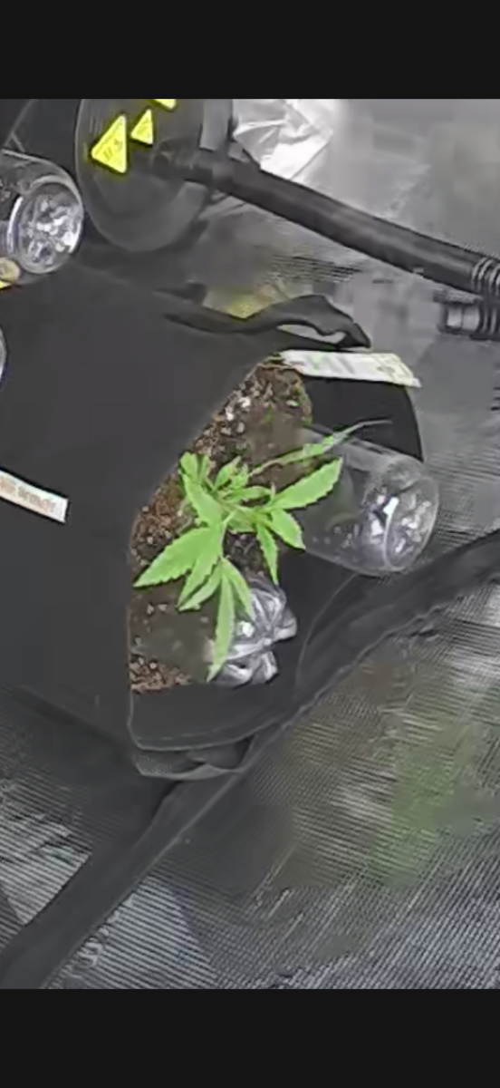 bbs-grow-diaries/blimburnseeds-com/user-49874/7eab29ccbdb67613