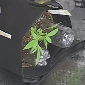 bbs-grow-diaries/blimburnseeds-com/user-49874/7eab29ccbdb67613