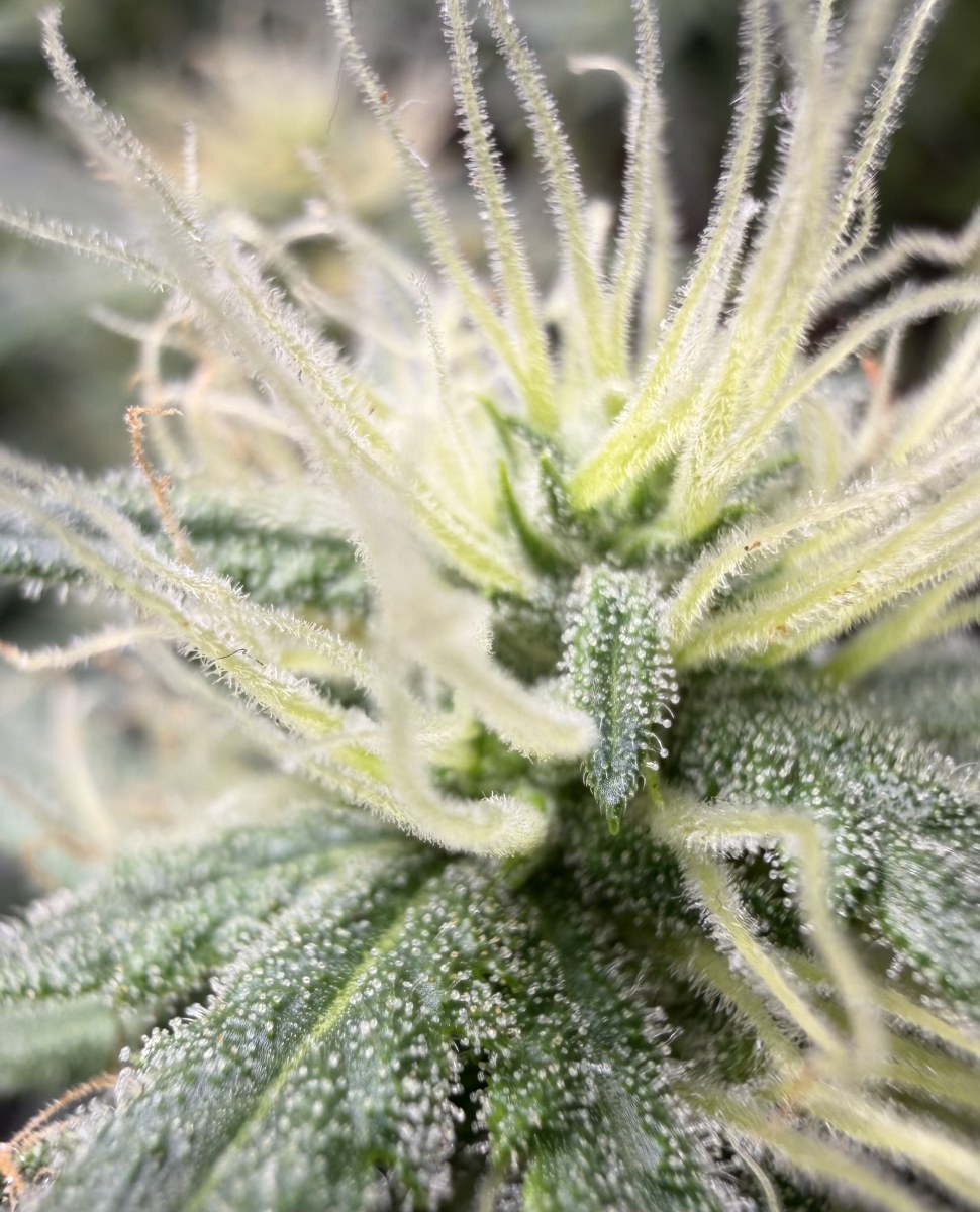 bbs-grow-diaries/blimburnseeds-com/user-49874/7ebbe3bc4004e1dd