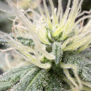 bbs-grow-diaries/blimburnseeds-com/user-49874/7ebbe3bc4004e1dd