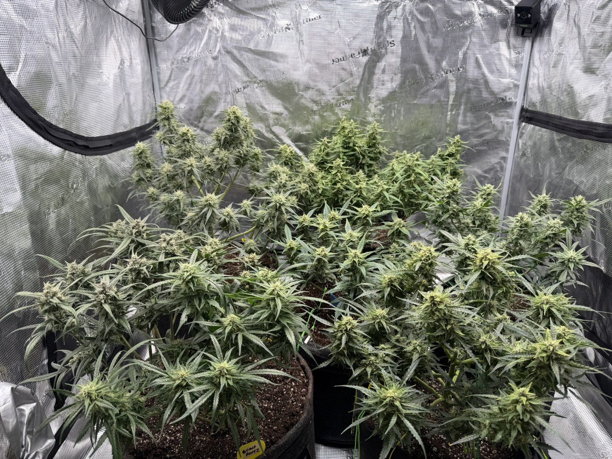 bbs-grow-diaries/blimburnseeds-com/user-49874/830a6cdff931290b