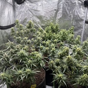 bbs-grow-diaries/blimburnseeds-com/user-49874/830a6cdff931290b