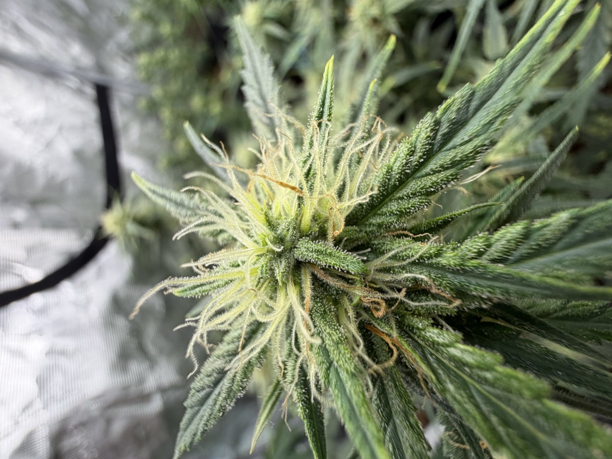 bbs-grow-diaries/blimburnseeds-com/user-49874/84cc0b3c147dc2db