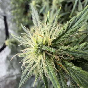 bbs-grow-diaries/blimburnseeds-com/user-49874/84cc0b3c147dc2db