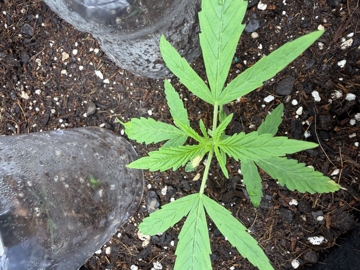 bbs-grow-diaries/blimburnseeds-com/user-49874/87ceb5ca84ca0190
