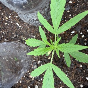 bbs-grow-diaries/blimburnseeds-com/user-49874/87ceb5ca84ca0190