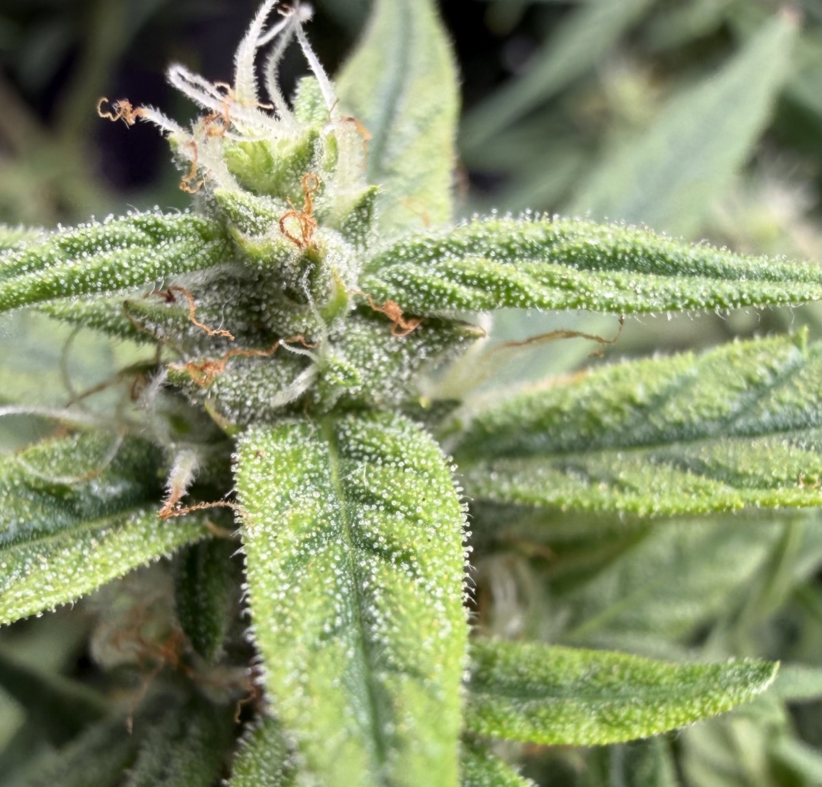 bbs-grow-diaries/blimburnseeds-com/user-49874/8abed9f08df8fe33
