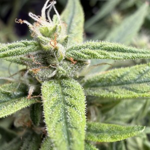 bbs-grow-diaries/blimburnseeds-com/user-49874/8abed9f08df8fe33