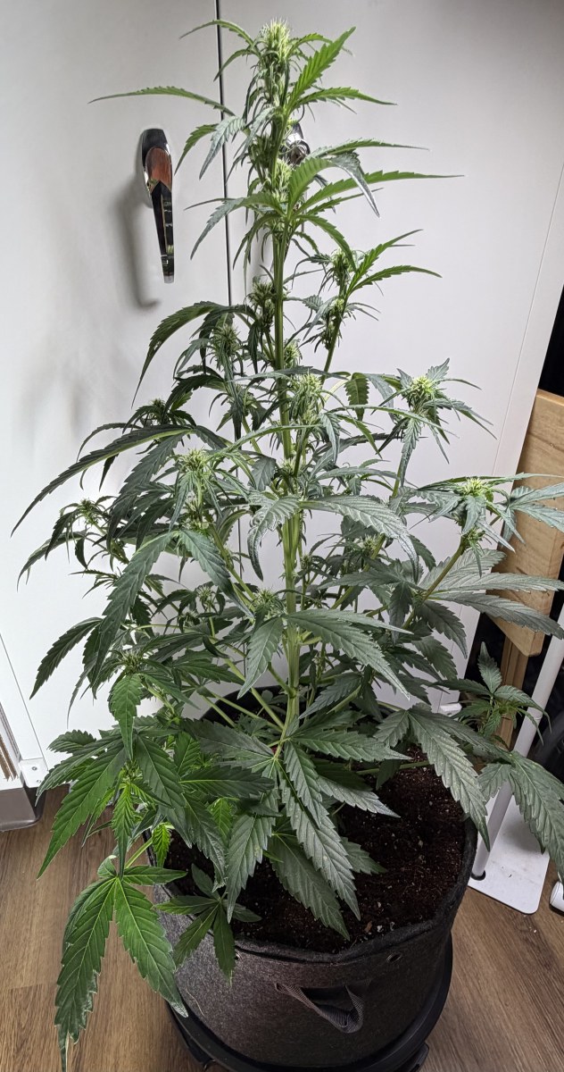 bbs-grow-diaries/blimburnseeds-com/user-49874/8adb945ddee14778