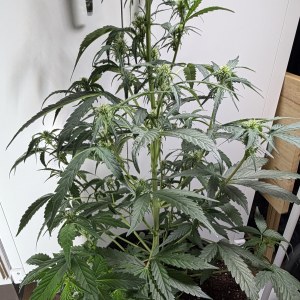 bbs-grow-diaries/blimburnseeds-com/user-49874/8adb945ddee14778