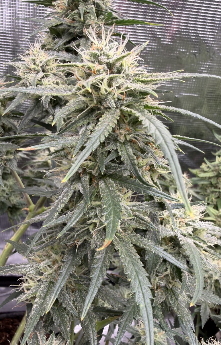 bbs-grow-diaries/blimburnseeds-com/user-49874/8f44e285493d7a43