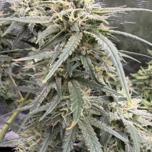 bbs-grow-diaries/blimburnseeds-com/user-49874/8f44e285493d7a43