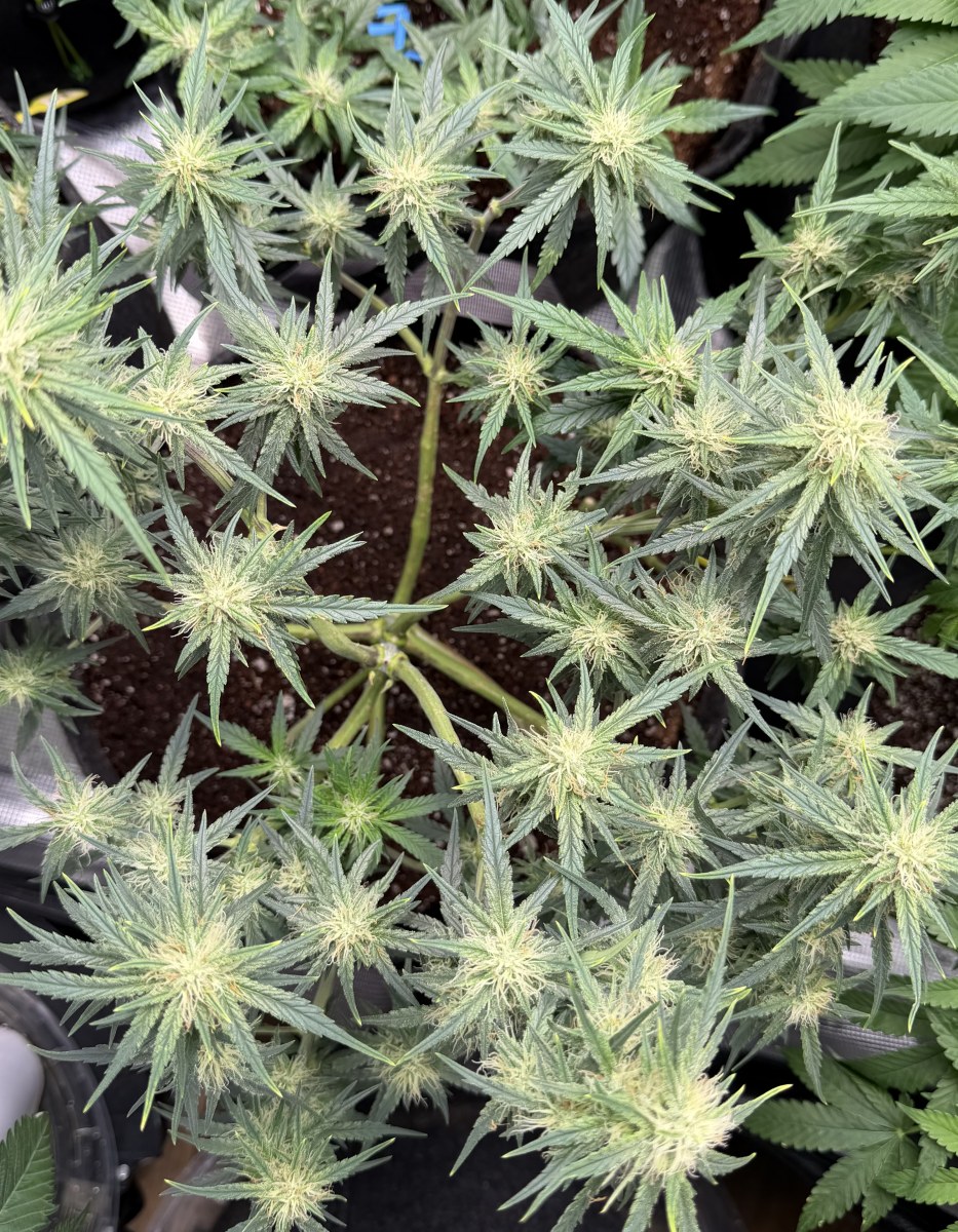bbs-grow-diaries/blimburnseeds-com/user-49874/93a5f73f4ca4f840