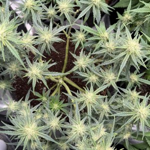 bbs-grow-diaries/blimburnseeds-com/user-49874/93a5f73f4ca4f840
