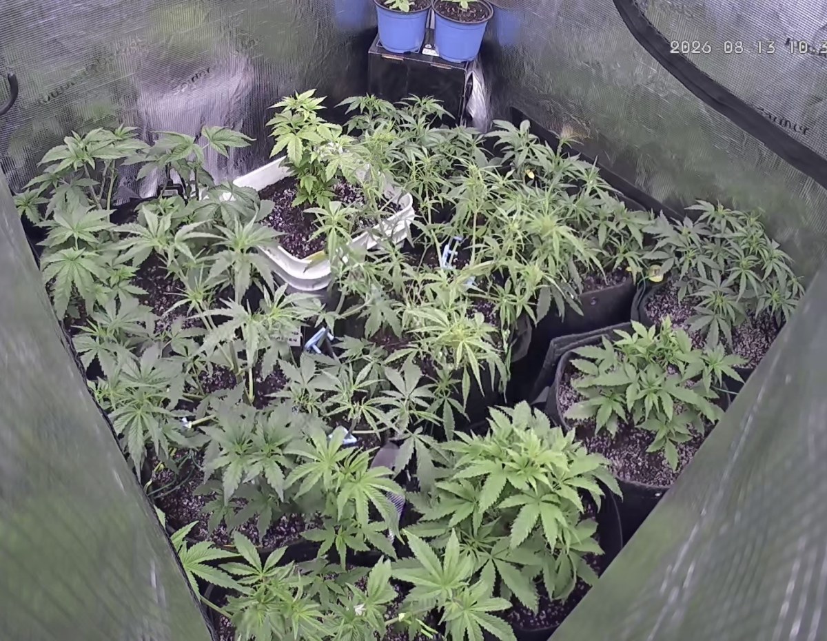 bbs-grow-diaries/blimburnseeds-com/user-49874/978fa5465e82554f