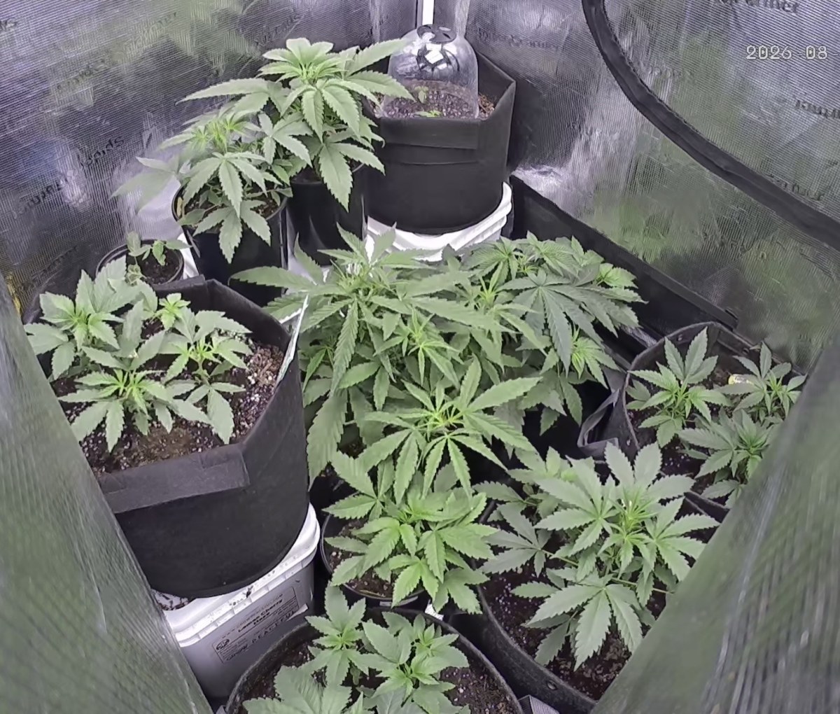 bbs-grow-diaries/blimburnseeds-com/user-49874/9ba7158a50110a4f