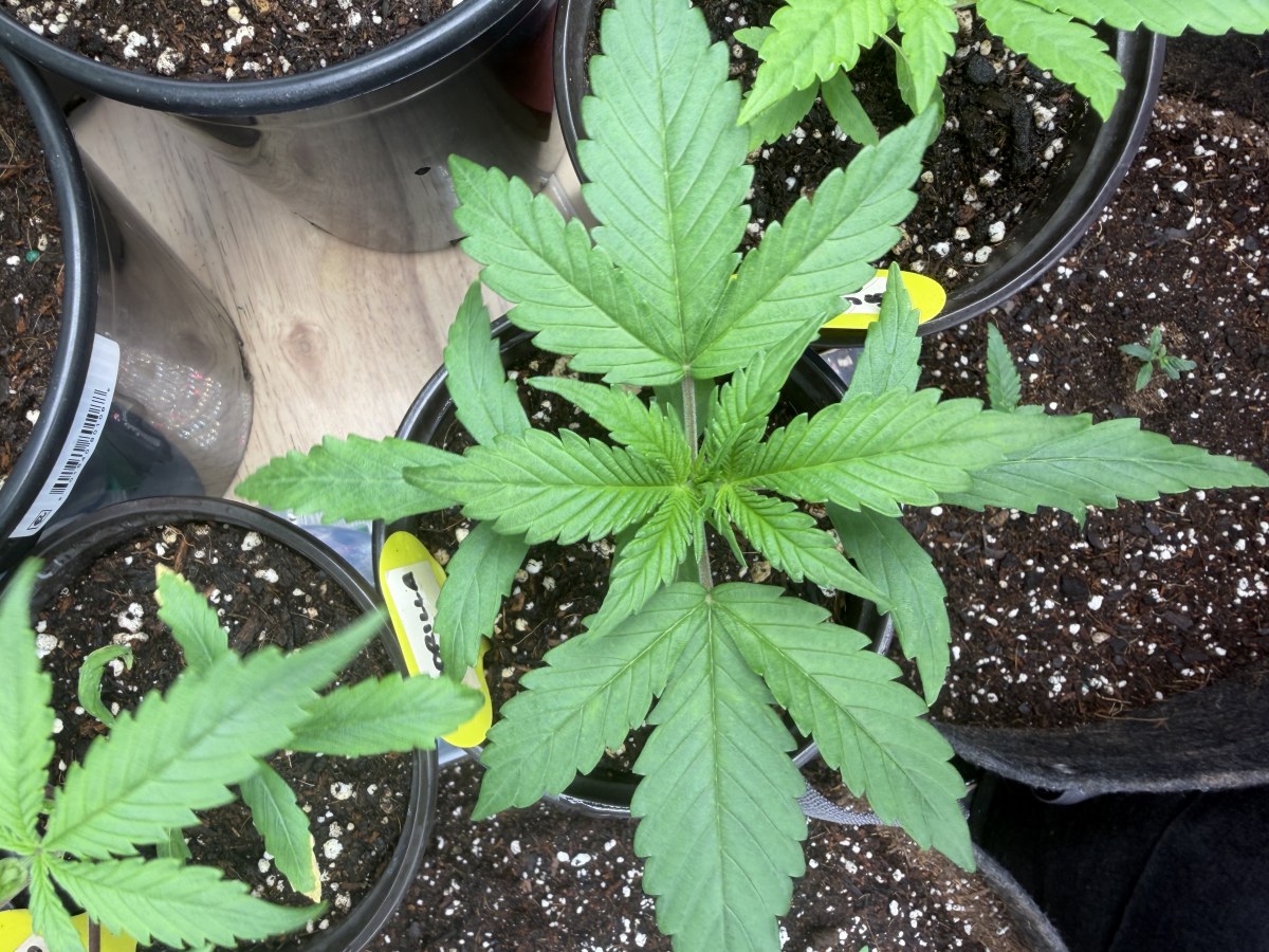 bbs-grow-diaries/blimburnseeds-com/user-49874/9bb80ba1fec3e7c4