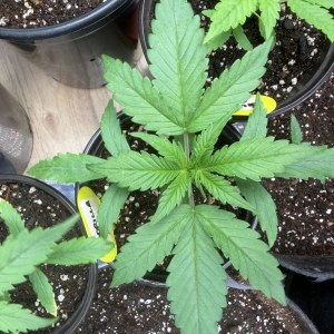 bbs-grow-diaries/blimburnseeds-com/user-49874/9bb80ba1fec3e7c4