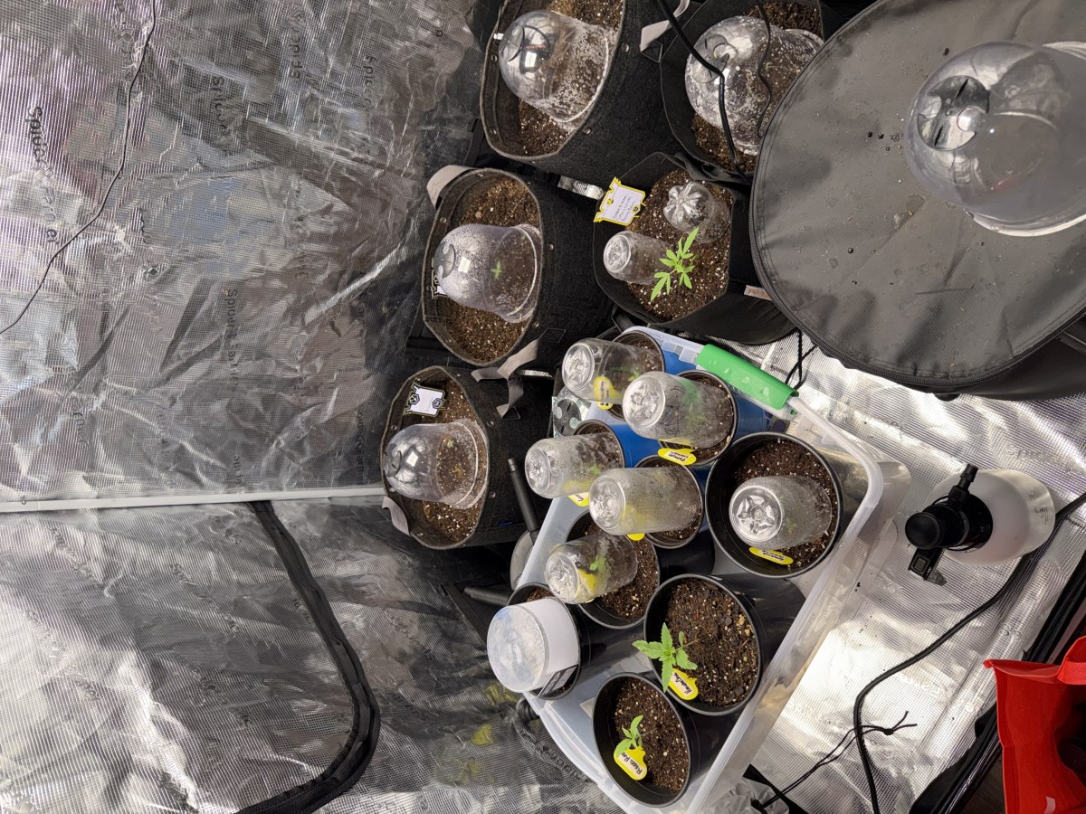 bbs-grow-diaries/blimburnseeds-com/user-49874/aa6703e81be7eae8