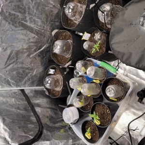bbs-grow-diaries/blimburnseeds-com/user-49874/aa6703e81be7eae8
