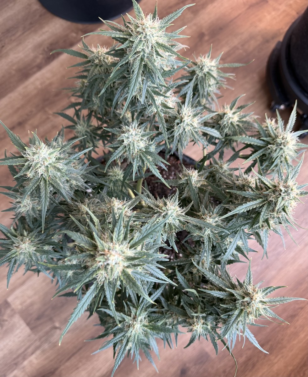 bbs-grow-diaries/blimburnseeds-com/user-49874/aa8ba9dfb909efc6