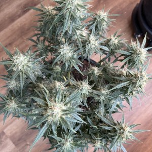 bbs-grow-diaries/blimburnseeds-com/user-49874/aa8ba9dfb909efc6