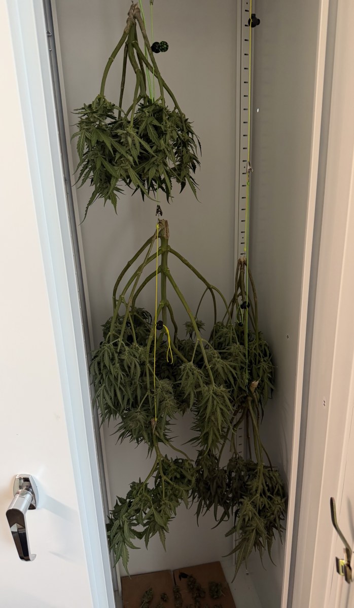 bbs-grow-diaries/blimburnseeds-com/user-49874/ab5c4601f60cd838
