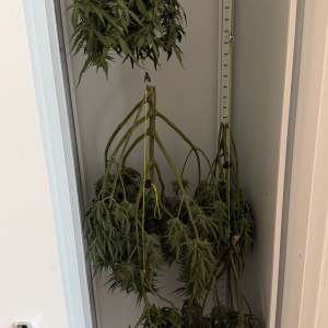bbs-grow-diaries/blimburnseeds-com/user-49874/ab5c4601f60cd838