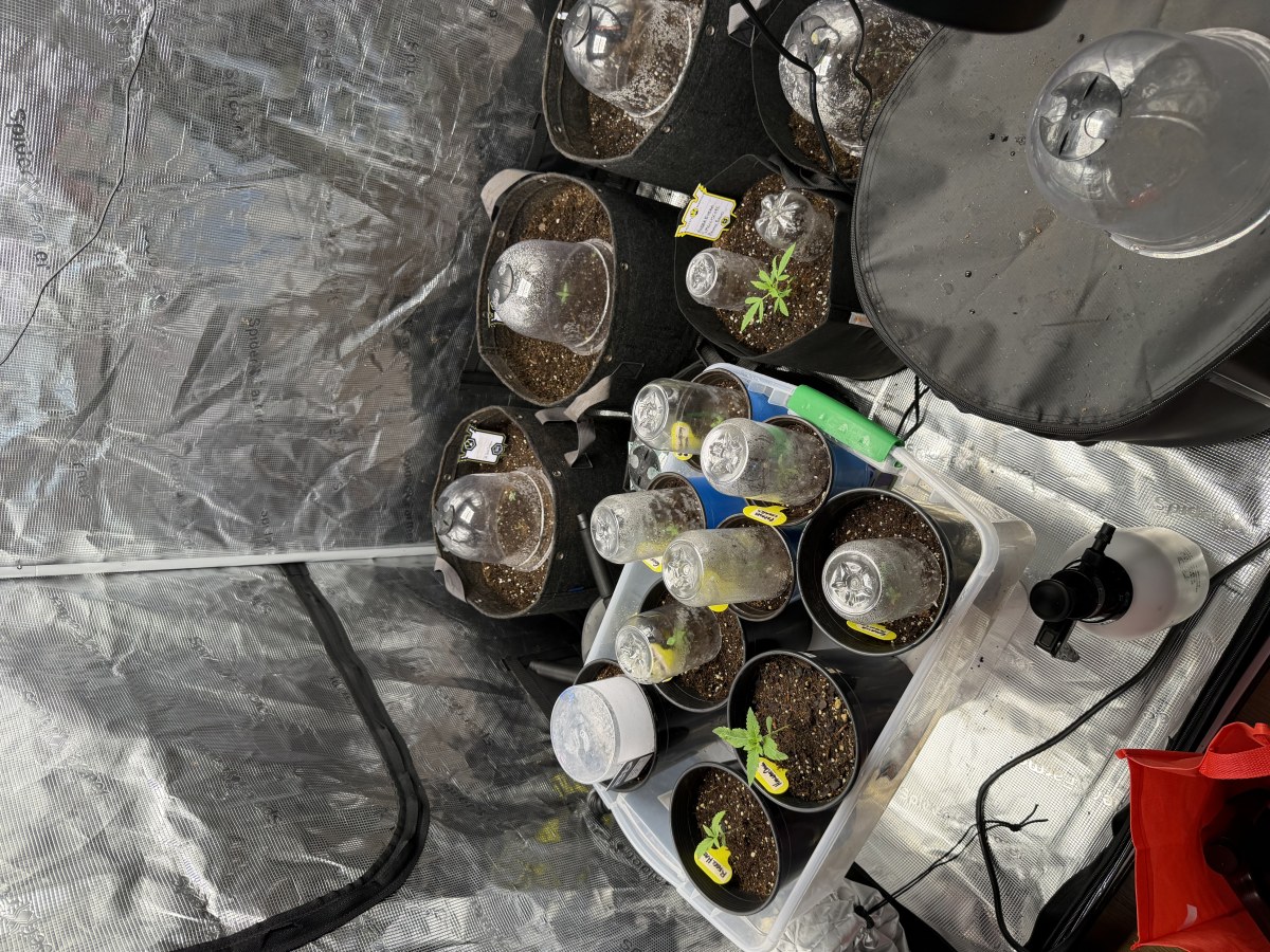 bbs-grow-diaries/blimburnseeds-com/user-49874/b53d64974fc02e33